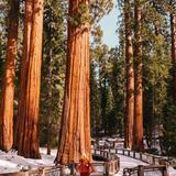 Mariposa Grove of Giant Sequoias