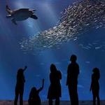 Monterey Bay Aquarium