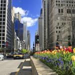DOWNTOWN: Magnificent Mile (Michigan Ave between Oak St and the Chicago River)