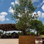 True Vine Brewing Company