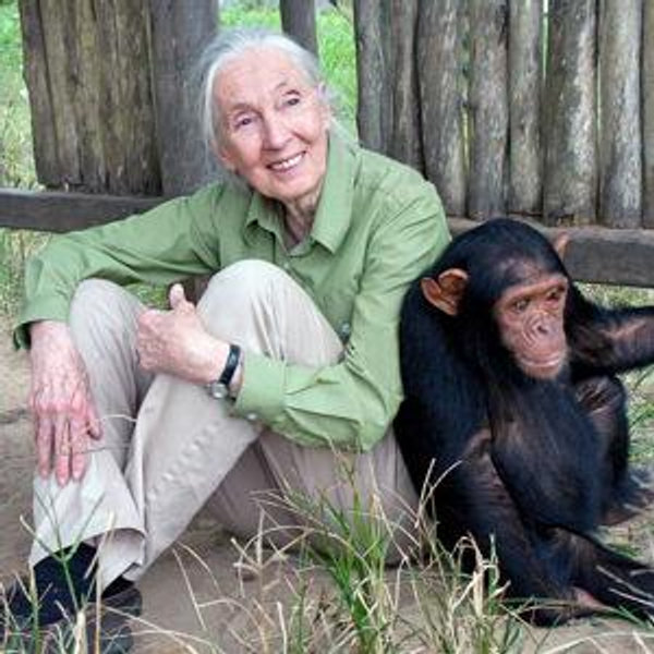 Donation Fund, Jane Goodall Institute