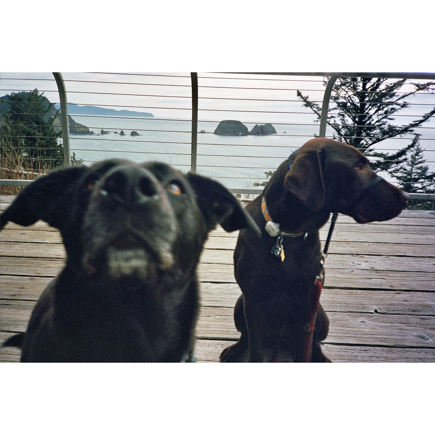 Henry and Molly come along on lots of adventures