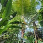 Lincoln Park Conservatory - Reservations Required