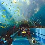 Georgia Aquarium