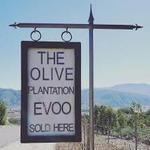 The Olive Plantation