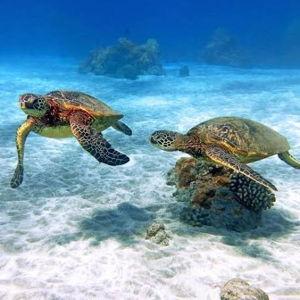 Snorkeling with the Sea Turtles