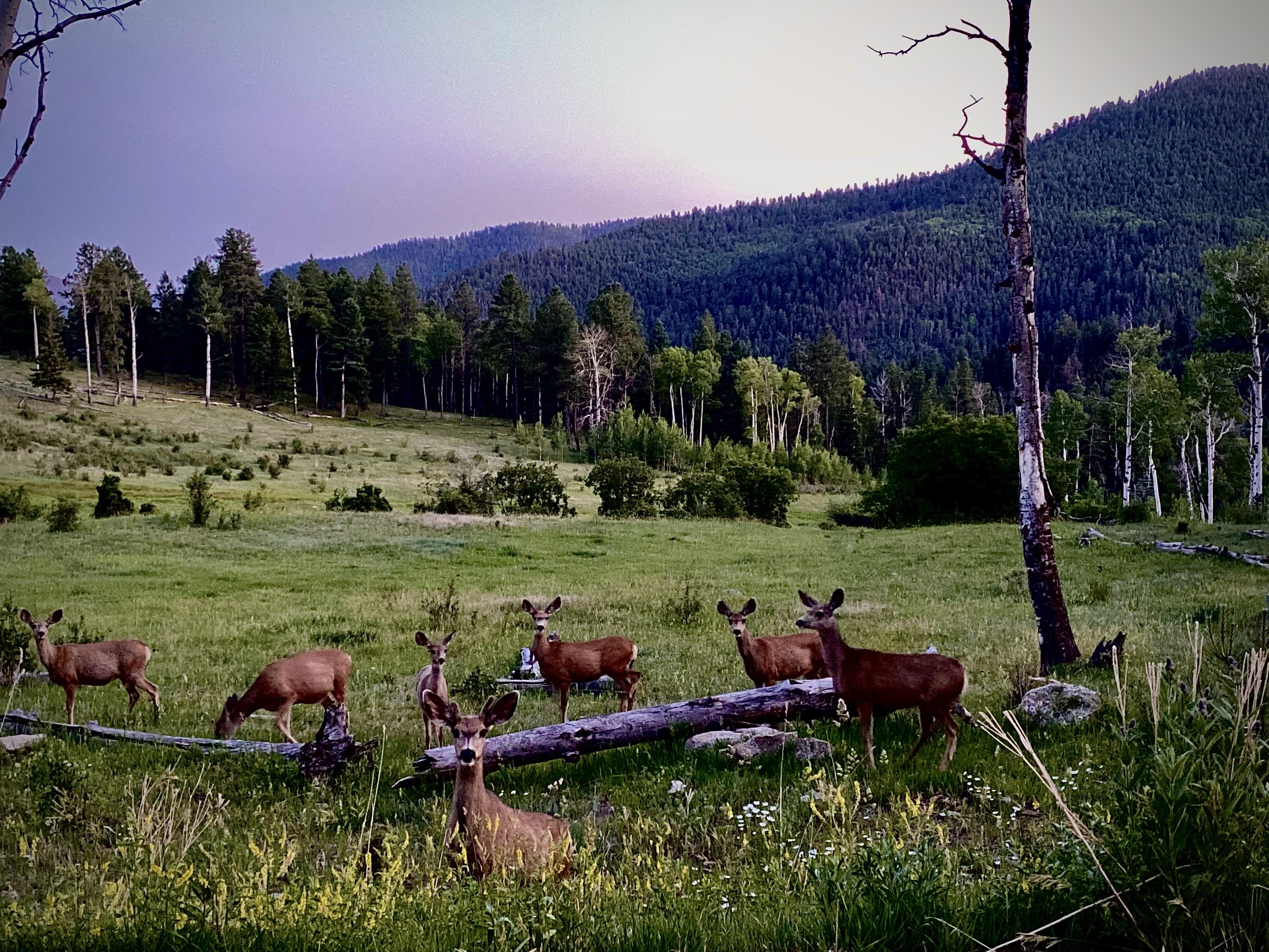 The Wedding Website of Kit Howard and Meg Shaw