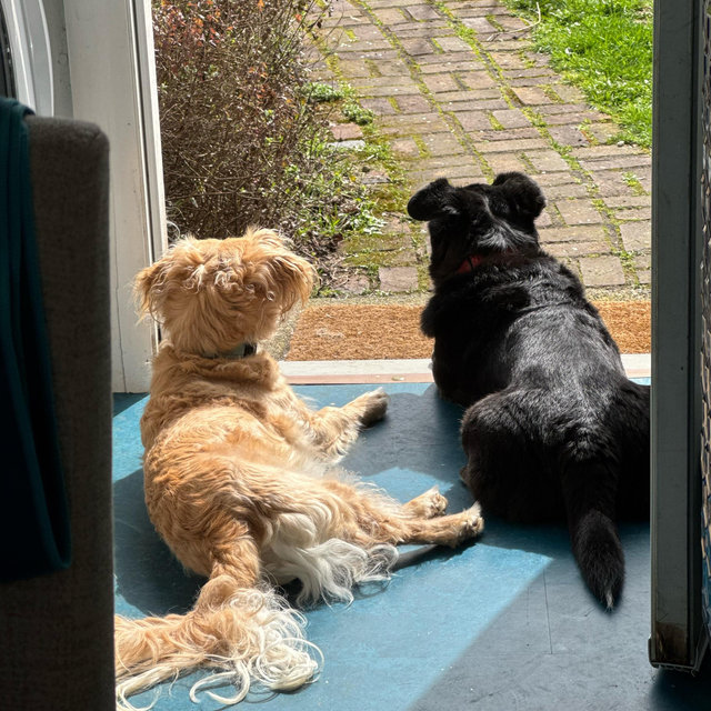 Doggie Hotel for Beckett & Alfie