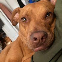 Our boy Rusty