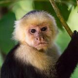 Manuel Antonio