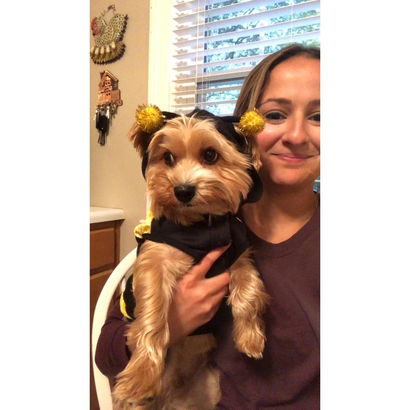 Halloween 2019- Mylo as a Bumblebee