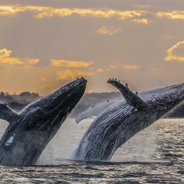 Whale Watching for Two in Maui