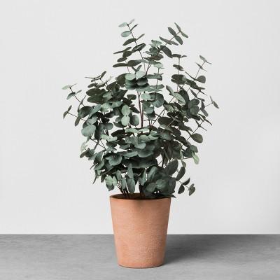 Faux Eucalyptus in Terracotta Pot Large - Hearth & Hand™ with Magnolia