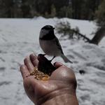 Chickadee Ridge