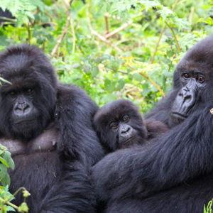 Gorilla Trek Lodge