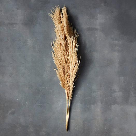 Dried Pampas Grass
