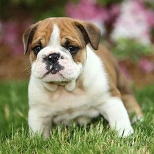 Future Fur Baby Fund