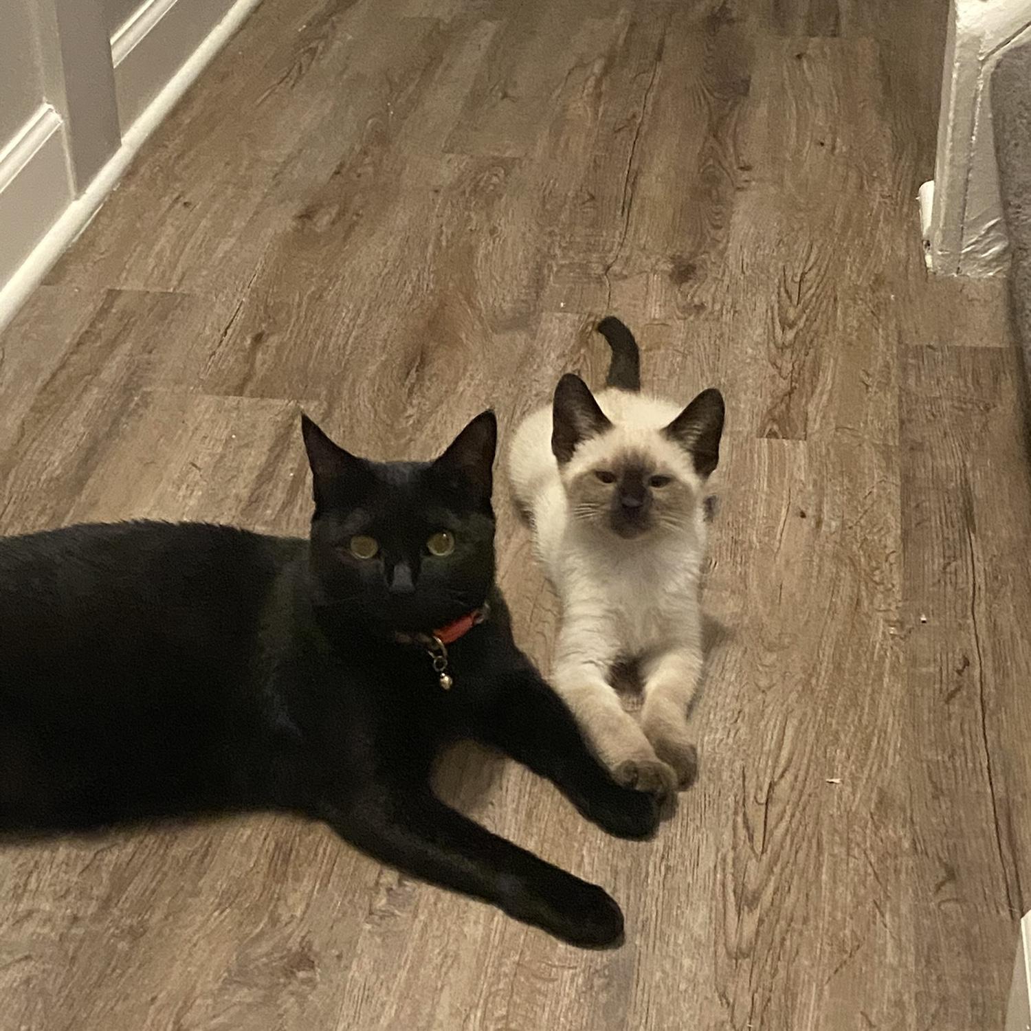 We expanded our family from 3 to 4 and got Macaroni a kitten named Sky.
July 2020