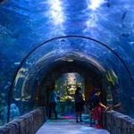 Audubon Aquarium of the Americas