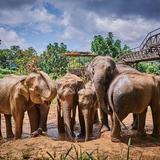 Samui Elephant Sanctuary
