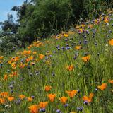 Mount Diablo State Park