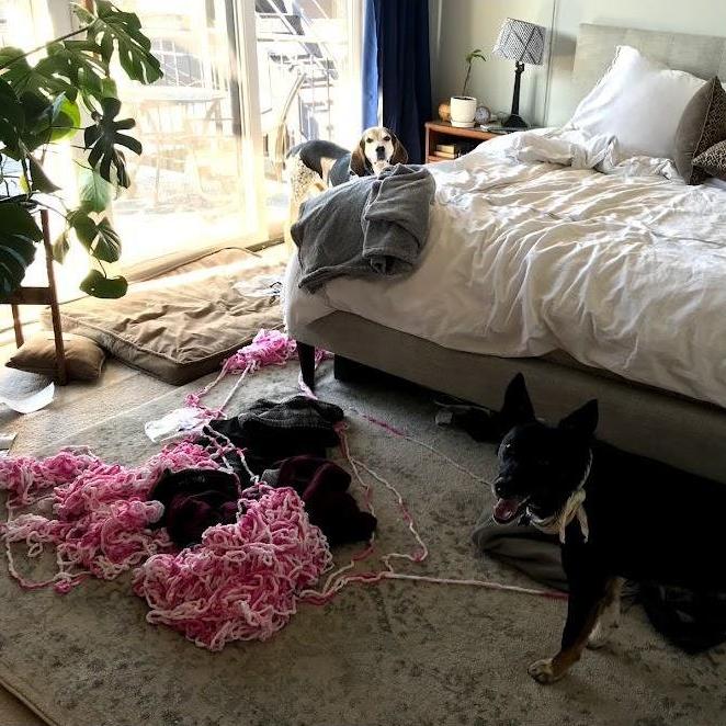 Dempsey wreaking havoc immediately after we moved in (this is after he pooped on J.D.'s white carpet).