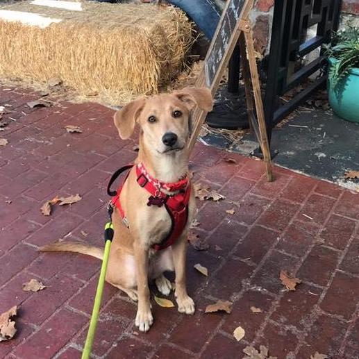 Our fur baby, Lucy.