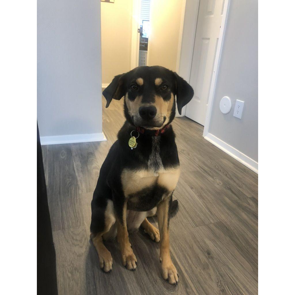 May 27, 2021: Alex and Tim adopt Oakley.