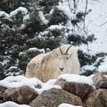 Cheyenne Mountain Zoo