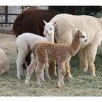Suncrest Orchard Alpacas and Fiber Works