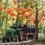 Boone Hall Pumpkin Patch