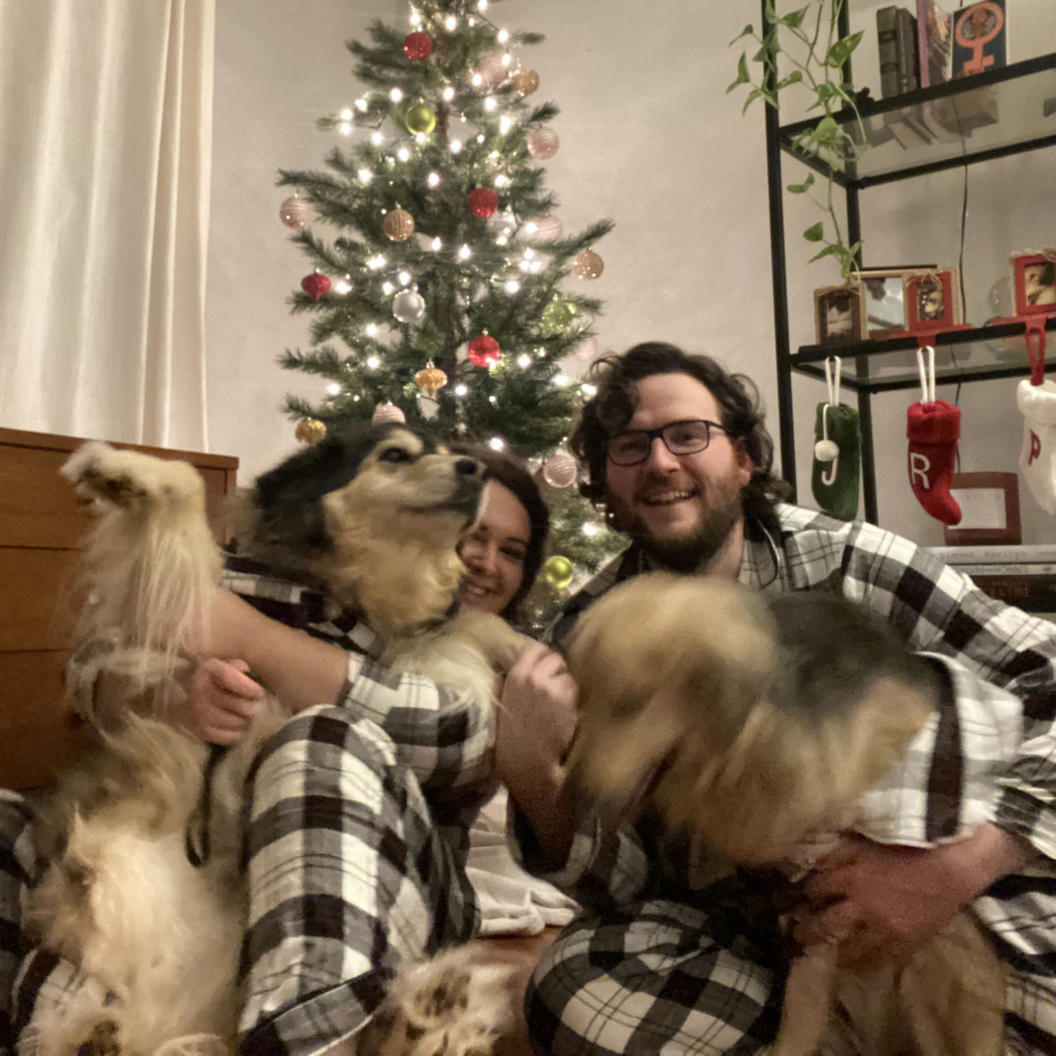 Ever try to take a family photo with dogs? If you know, you know. (December 2020)