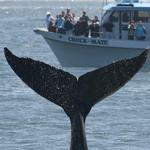 Bodega Bay Whale Watching