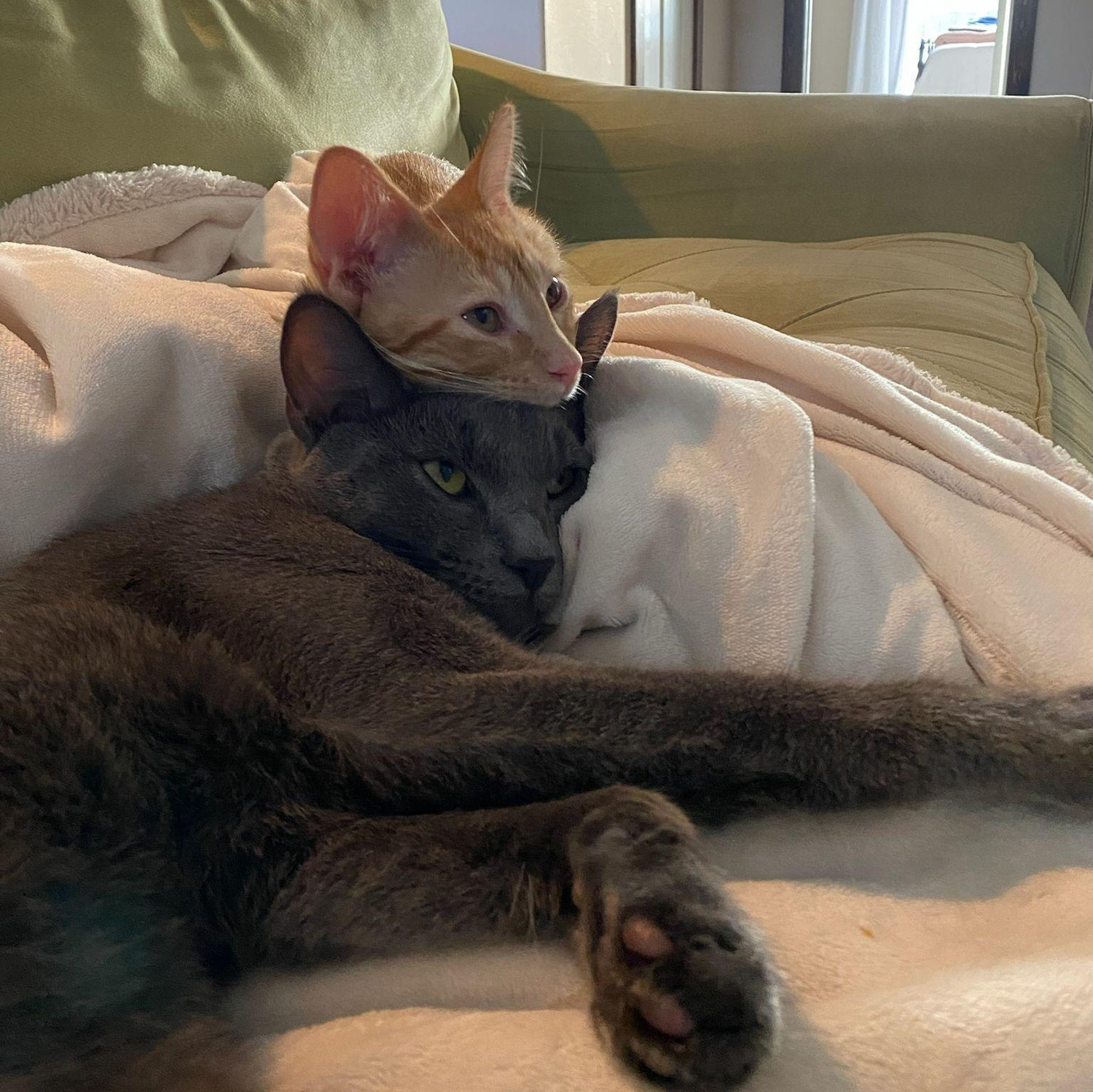 Mitchy putting up with the menace of the house, Pinky. Pinky was the only cat we ever planned on having in the house.