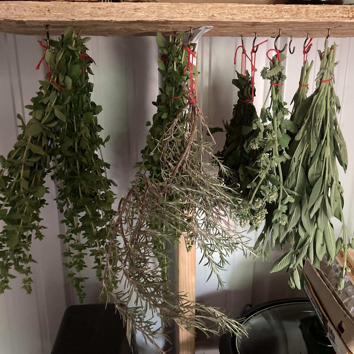 Drying herbs grown from my friend's garden