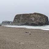 Goat Rock State Beach
