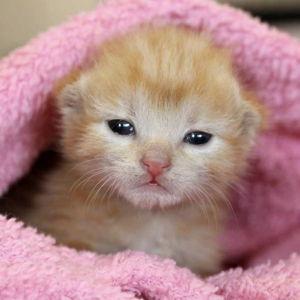 Future Cat Fund