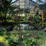 Garfield Park Conservatory