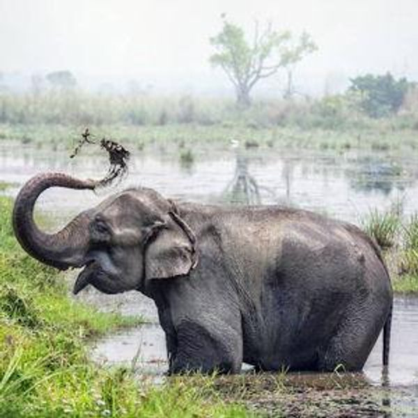 Nepal National Park Safari for Two