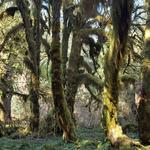 Hoh Rain Forest Visitor Center