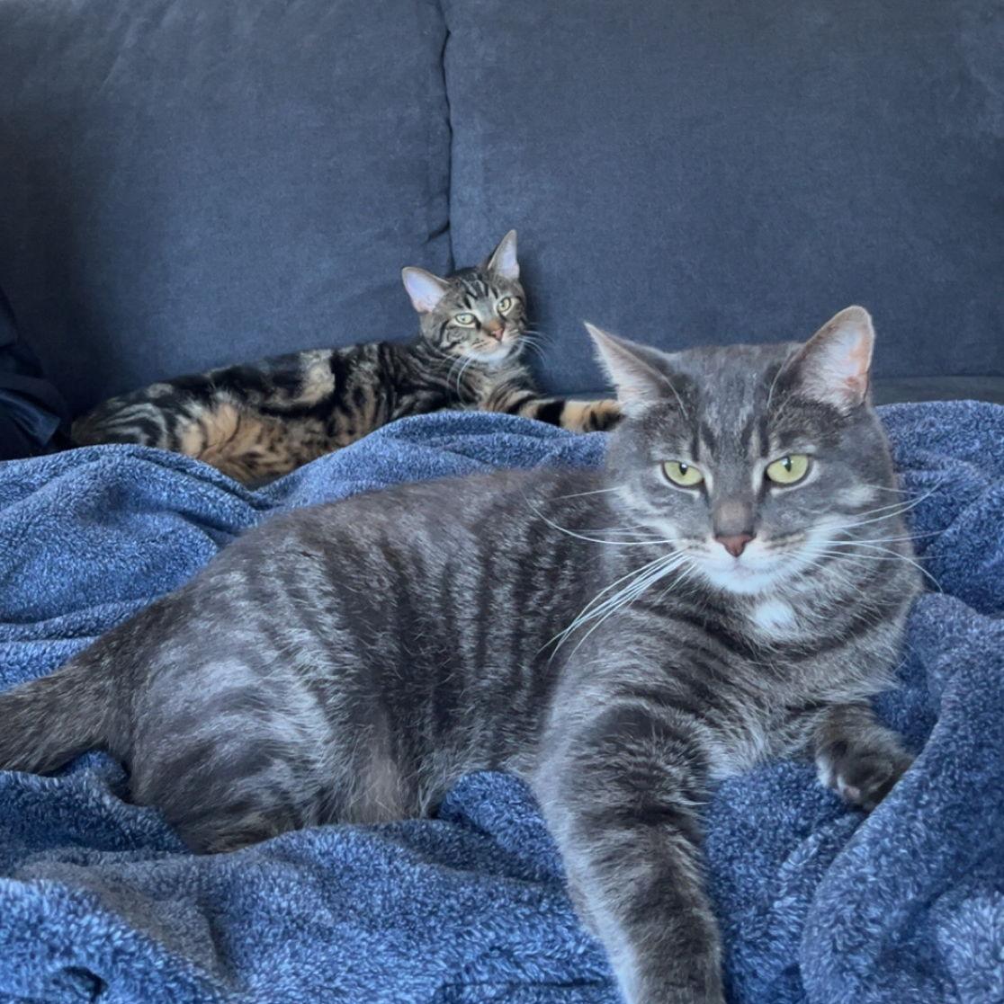 Our sweet boys, Chili & Bean (September 2025)