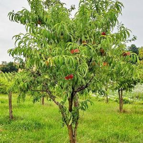 Plant a Fruit Tree!