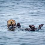 Kayaking w/ Sea Otters at Elkhorn Slough