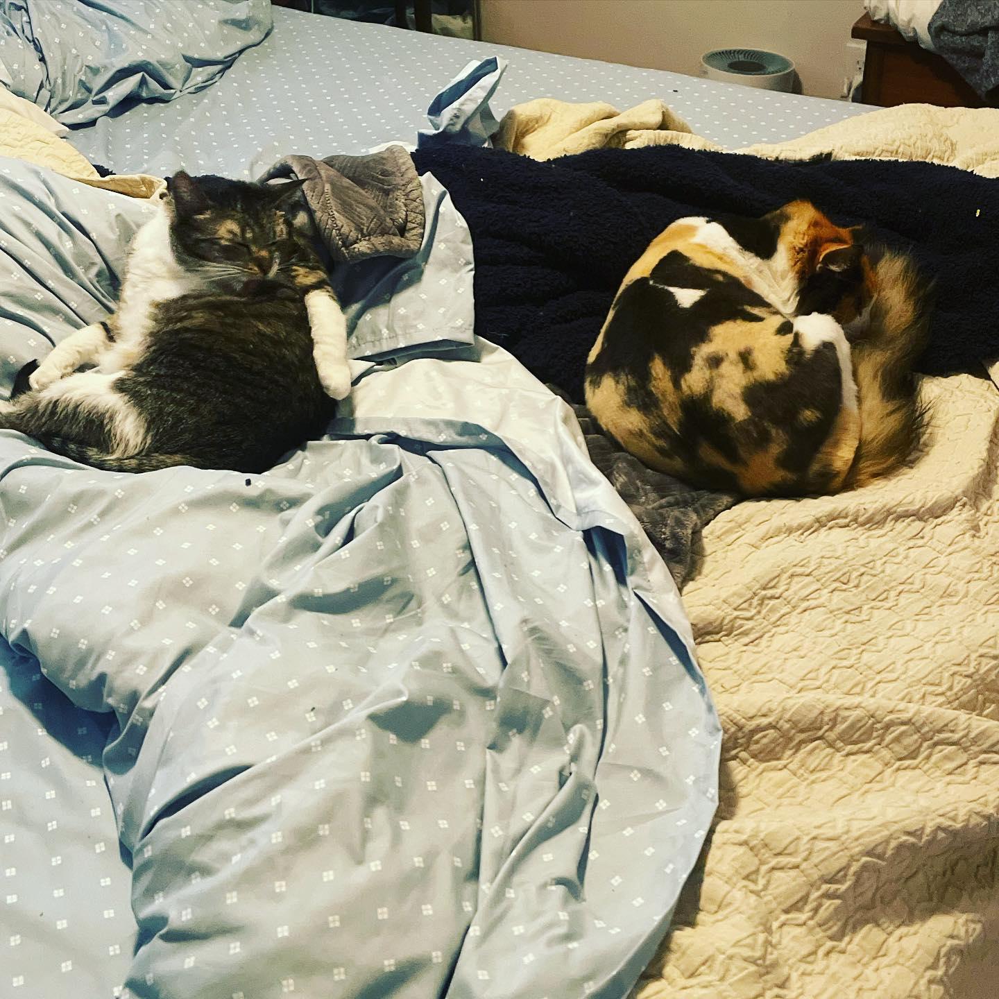 Squeak and Chalupa settling into their new home.