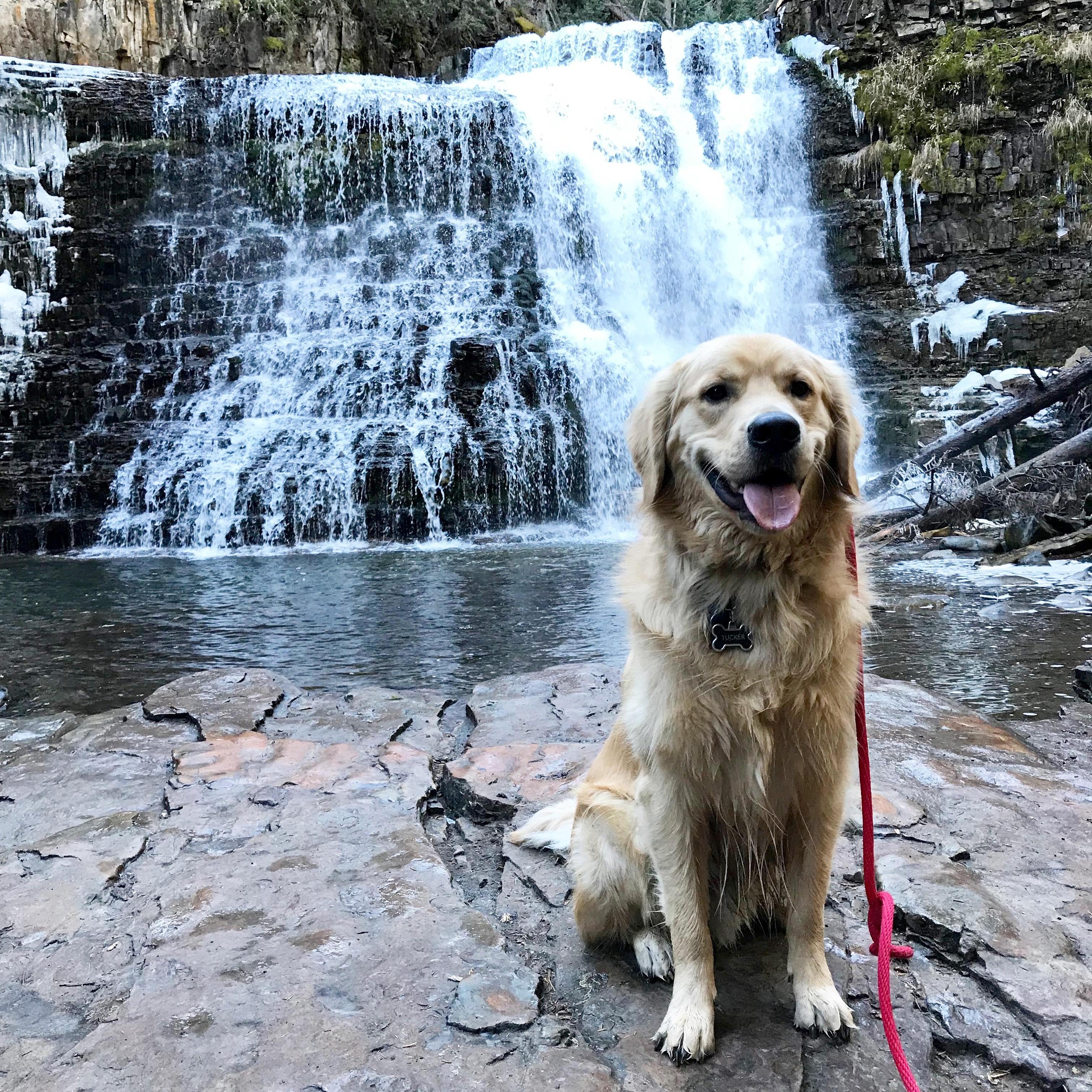 Everyone loves a picture of Tucker