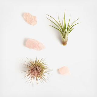 5-Piece Air Plant & Rose Quartz Collection