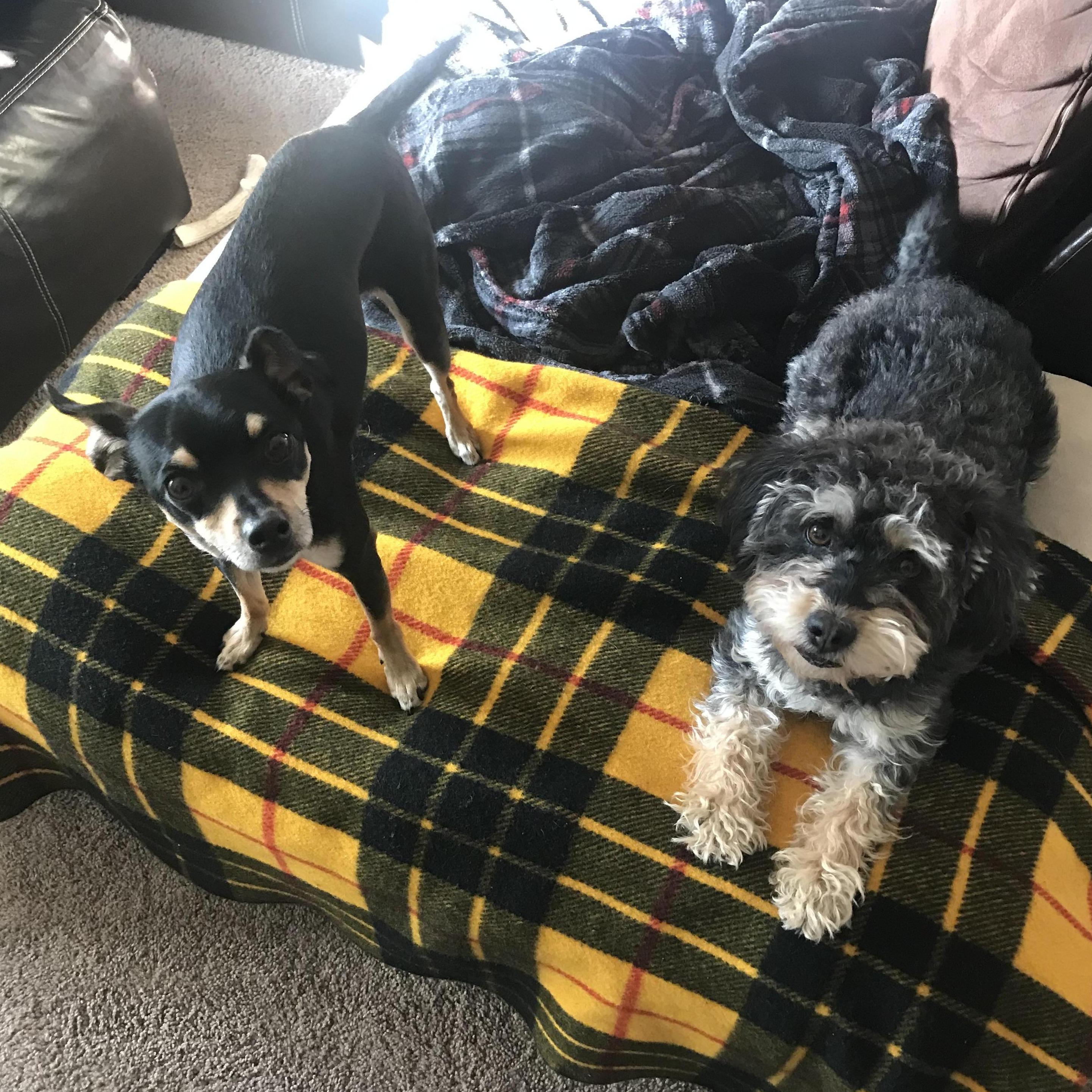 We got another dog!