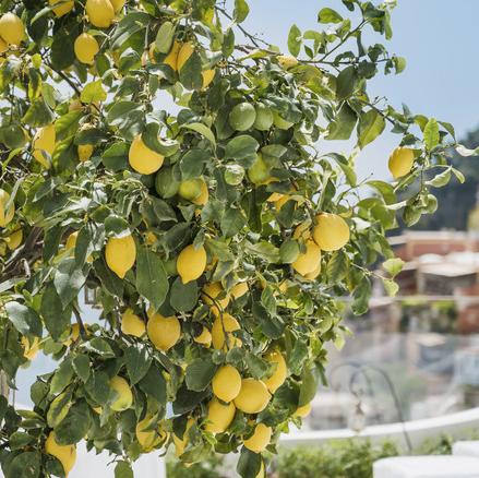 Sorrento Italy lemon picking tour