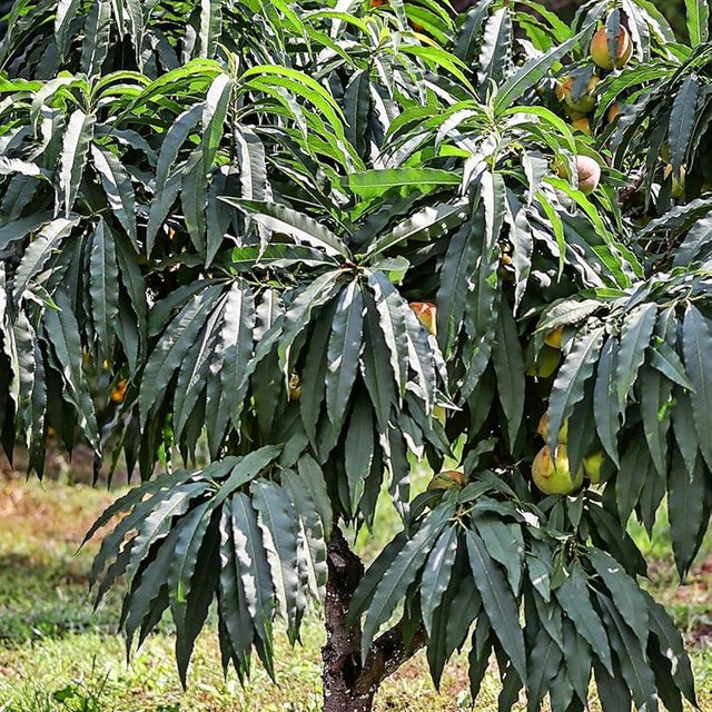 Bonanza Patio Peach Tree, Compact, Fruit Bearing, Deciduous, Self-Sufficient, 7 gal, Nursery Pot (Due to Agricultural Laws, we Cannot Ship to CA, AZ, AK, or HI)