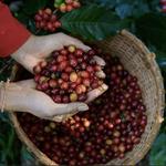 Coffee tour at El Carmen Estate